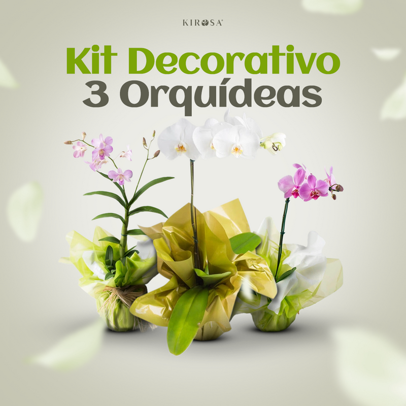 KIT DECORATIVO 3 ORQUÍDEAS (Phalaenopsis)