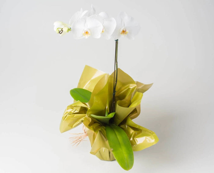 KIT DECORATIVO 3 ORQUÍDEAS (Phalaenopsis)