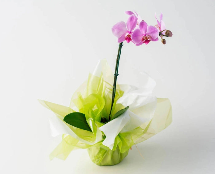 KIT DECORATIVO 3 ORQUÍDEAS (Phalaenopsis)