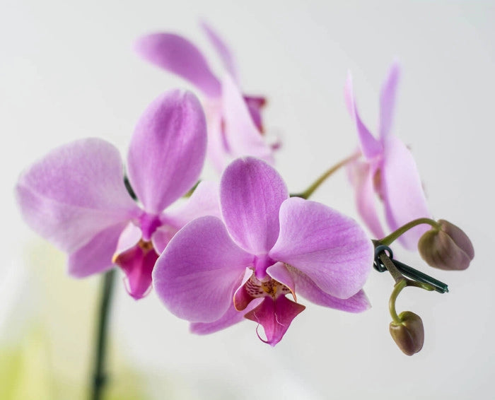 Orquídea Phalaenopsis Bicolor