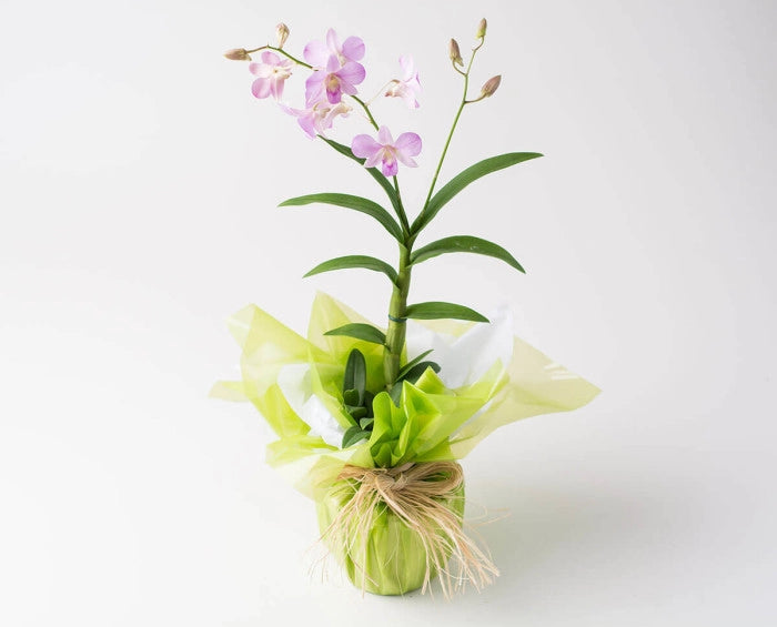 KIT DECORATIVO 3 ORQUÍDEAS (Phalaenopsis)